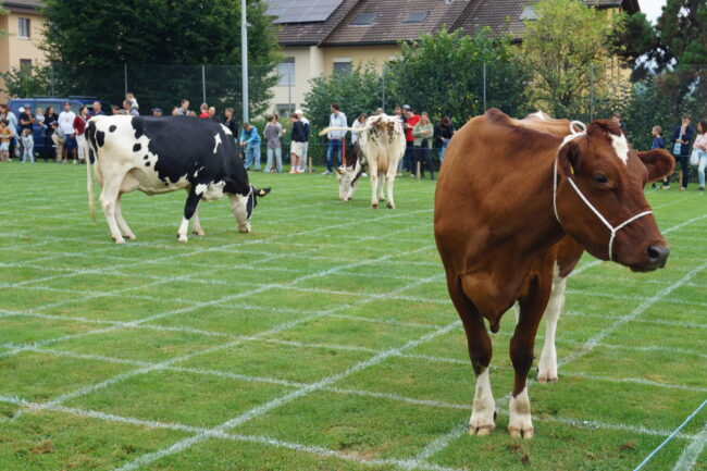 Am Kuhfladenbingo unterhielten drei Kühe am Rüediswiler Kilbisonntag die Leute.