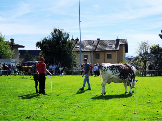 Der erste Schiss ist gemacht und wird von den Helfer beim Kuhfladenbingo gekennzeichnet.