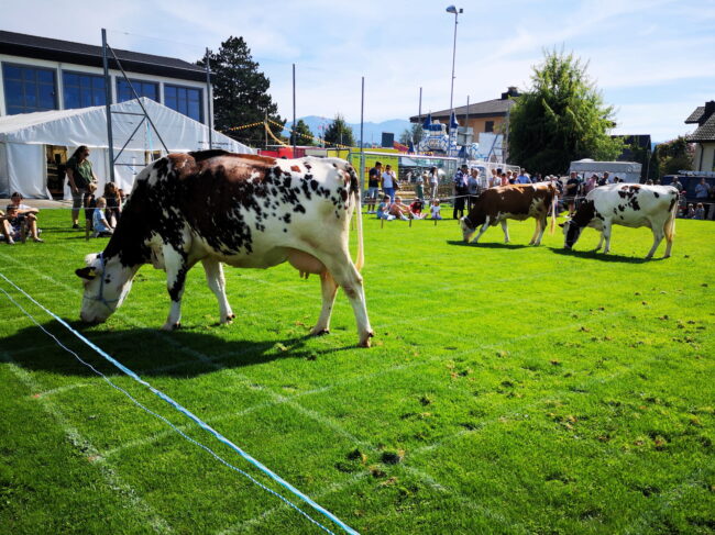 Langes Warten auf den zweiten und dritten Kuhfladen beim Bingo an der Kilbi Rüediswil 2025.