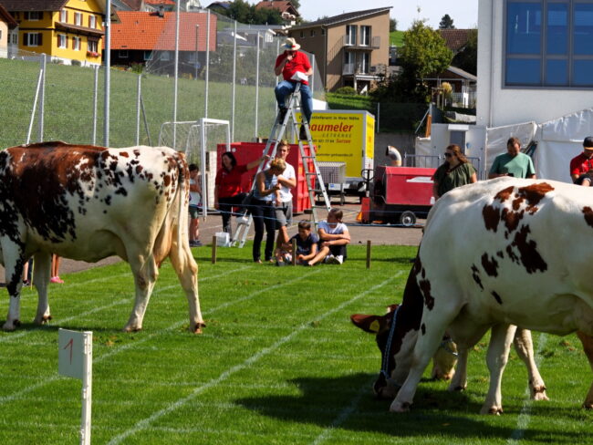 Speaker Andreas Schmidli sitzt auf der Leiter und weiss vieles beim Kuhfladenbingo über die drei Kühe zu berichten.