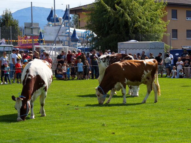 Das Publikum verfolgt gespannt das Kuhfladen Bingo und hofft bei den Gewinnern zu sein.