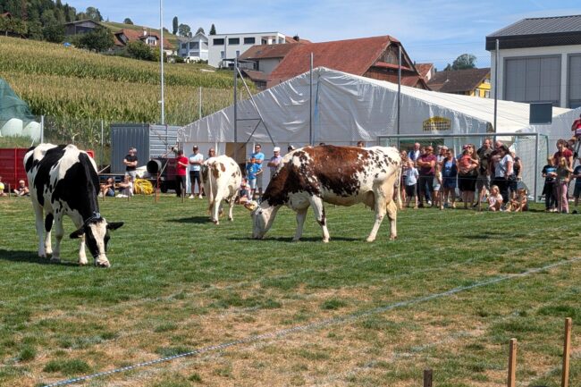 Am Kilbisonntag, 22. August 2026 gab es wieder um 14.30 Uhr das beliebte Kuhfladen-Bingo, organisiert von der Ortsmusik Rüediswil